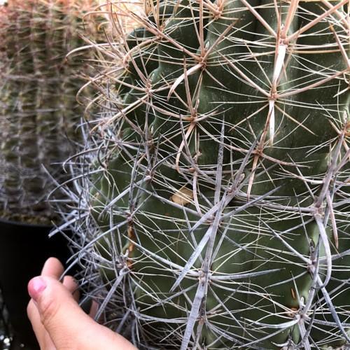 サボテン：フェロカクタス 白鳥丸*幅17cm 現品！一品限り : 遊恵盆栽