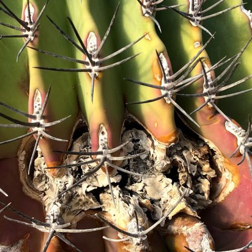 サボテン：フェロカクタス 江守*幅20cm 現品！一品限り ※株の側面に