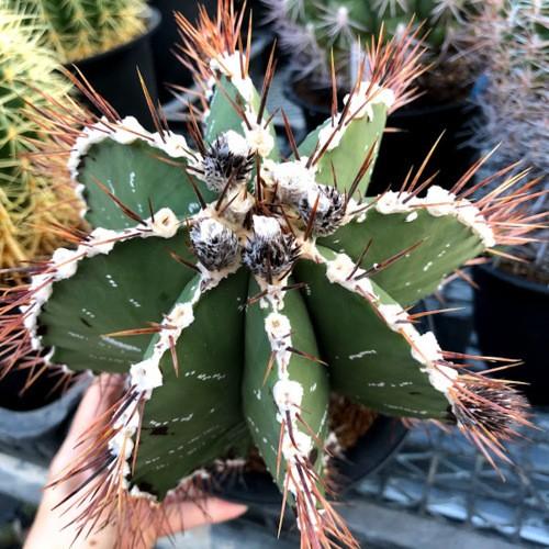 サボテン：アストロフィツム 般若*幅15cm 現品 一品限り : 遊恵盆栽