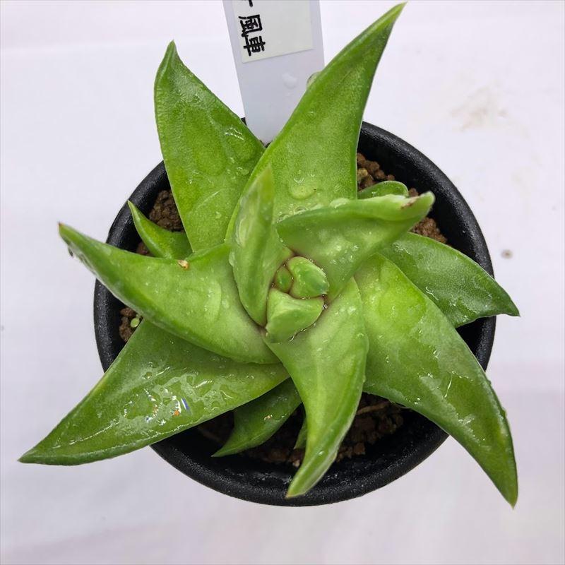 多肉植物：ハオルチア スターキアナ 風車*S 幅8cm : 遊恵盆栽 Yahoo!店