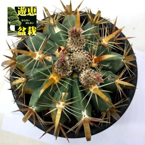 サボテン：フェロカクタス 日の出丸*幅13cm 現品！一品限り ※側面
