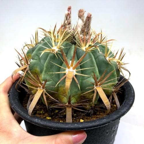 サボテン：フェロカクタス 日の出丸*幅13cm 現品！一品限り ※側面