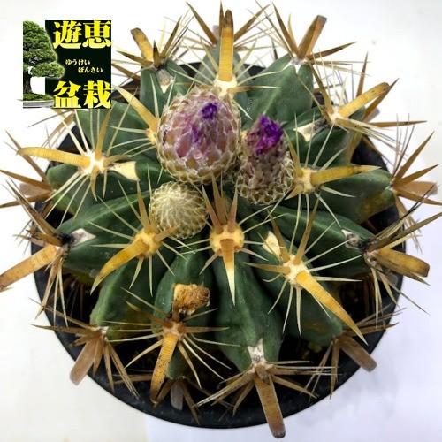 サボテン：フェロカクタス 日の出丸*幅13cm 現品！一品限り ※側面