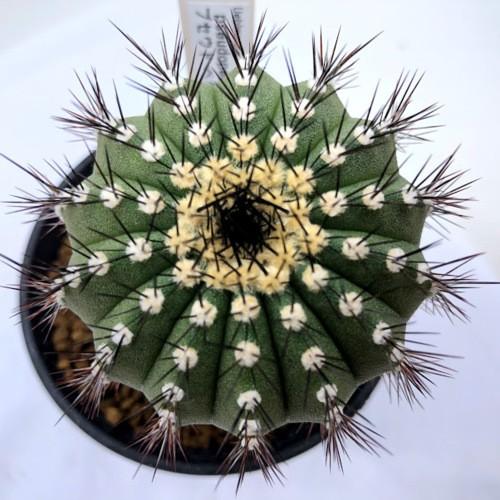 サボテン：ユーベルマニア プセウドペクチニフェラ*幅6cm 現品！一品