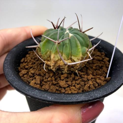 サボテン：エキノフォスロカクタス 竜剣丸*幅3cm : 遊恵盆栽 Yahoo!店