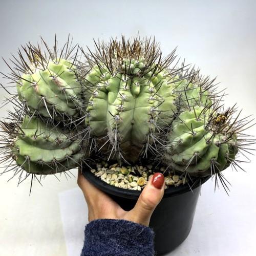 白肌　黒王丸　長刺　自根 サボテン：コピアポア 白刺黒王丸*幅24cm 現品 一品限り