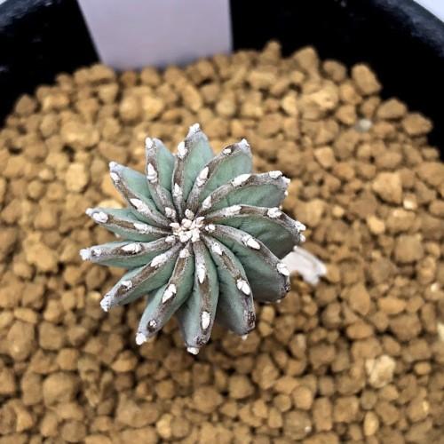 サボテン：ゲオヒントニア メキシカーナ 実生*幅2cm 現品！一品限り