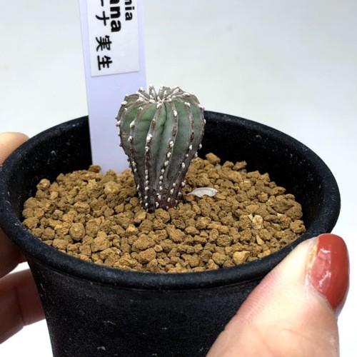 サボテン：ゲオヒントニア メキシカーナ 実生*幅2cm 現品！一品限り