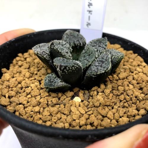 多肉植物：ハオルチア 指輪物語*幅4.5cm : 遊恵盆栽 Yahoo!店 - 通販