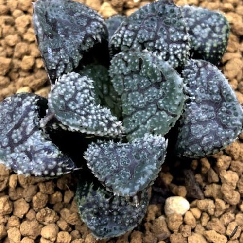 多肉植物：ハオルチア 指輪物語*幅4.5cm : 遊恵盆栽 Yahoo!店 - 通販