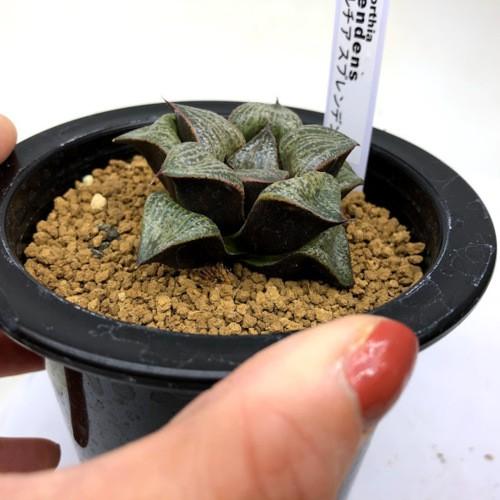 多肉植物：ハオルチア スプレンデンス*幅5.5cm 現品！一品限り