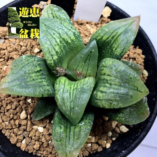 全商品オープニング価格特別価格 多肉植物 ハオルチア ジパング 幅6 5ｃｍ 現品 一品限り 超美品 Zoetalentsolutions Com