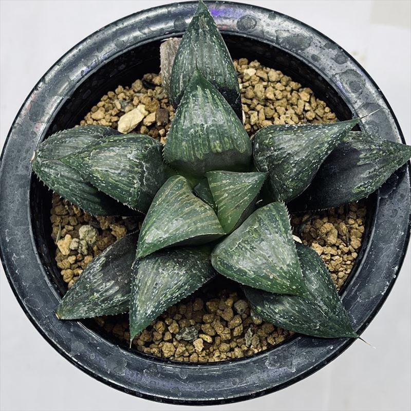 多肉植物：ハオルチア ナビアエンシス*M 幅10cm : 遊恵盆栽 Yahoo!店
