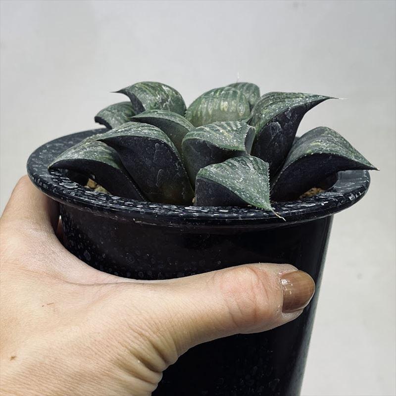 多肉植物：ハオルチア ナビアエンシス*M 幅10cm : 遊恵盆栽 Yahoo!店