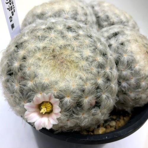 サボテン マミラリア 白星 幅12cｍ 現品 一品限り S47v 遊恵盆栽 Yahoo 店 通販 Yahoo ショッピング