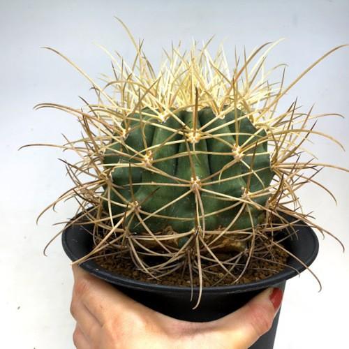 サボテン：フェロカクタス 偉壮玉*幅12cm 現品！一品限り : 遊恵盆栽