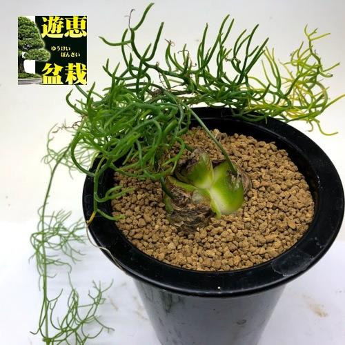 多肉植物 蒼角殿 ソウカクデン 球根幅4cm 現品 一品限り S61v 遊恵盆栽 Yahoo 店 通販 Yahoo ショッピング