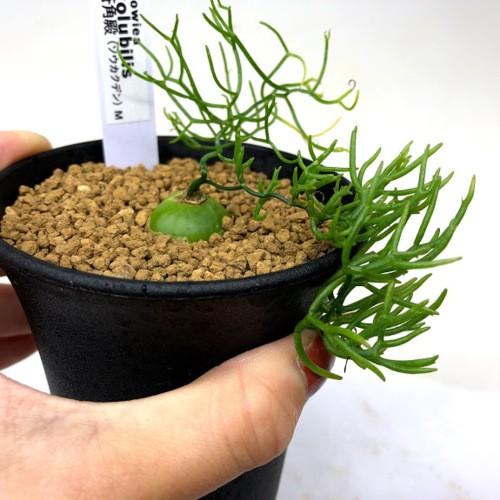 多肉植物 蒼角殿 ソウカクデン M 球根幅2cm S63v 遊恵盆栽 Yahoo 店 通販 Yahoo ショッピング