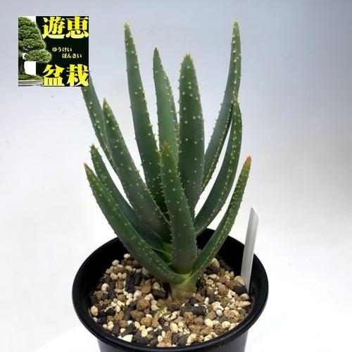 アロエ ラモシシマ / 幹太 ツリーアロエ レア 多肉 アロイデンドロン 多肉植物：アロエ ラモシシマ*幅9cm : 遊恵盆栽 Yahoo!店 - 通販