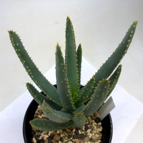 多肉植物：アロエ ラモシシマ*幅9cm : 遊恵盆栽 Yahoo!店 - 通販