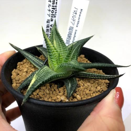 多肉植物：ハオルチア 瑠璃殿錦（るりでんにしき）*幅10cm 現品！一品