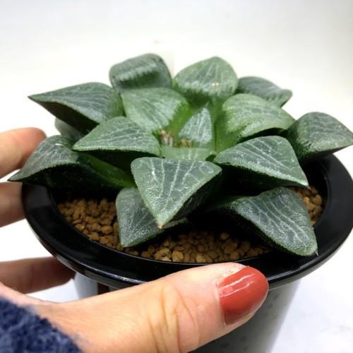 多肉植物：ハオルチア コンプトコレクタ*幅12cm 現品！一品限り : 遊恵