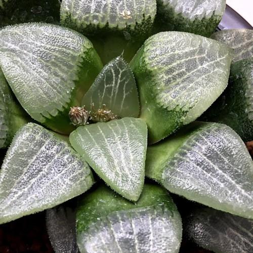 多肉植物：ハオルチア コンプトコレクタ*幅12cm 現品！一品限り : 遊恵