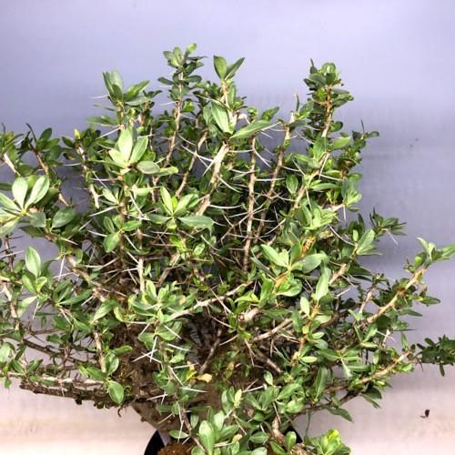 コーデックス：フォークイエリア コルムナリス 観峰玉*幅61cm 現品