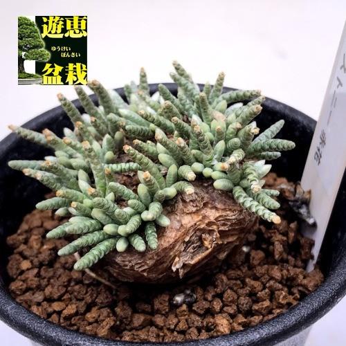 アルストニー　多肉植物 1点もの】Avonia alstonii アボニア・アルストニー | ¨MONKEY TRE