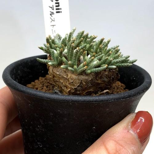 塊根植物：アボニア アルストニー うつぼ錦 赤花*葉幅5cm 現品！一品