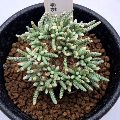 塊根植物：アボニア アルストニー うつぼ錦 赤花*葉幅5cm 現品！一品