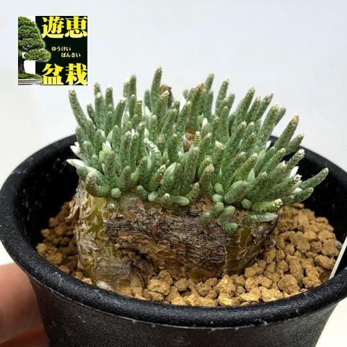塊根植物：アボニア アルストニー うつぼ錦 赤花*葉幅5cm 現品！一品