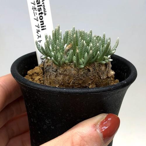 塊根植物：アボニア アルストニー うつぼ錦 赤花*葉幅5cm 現品！一品