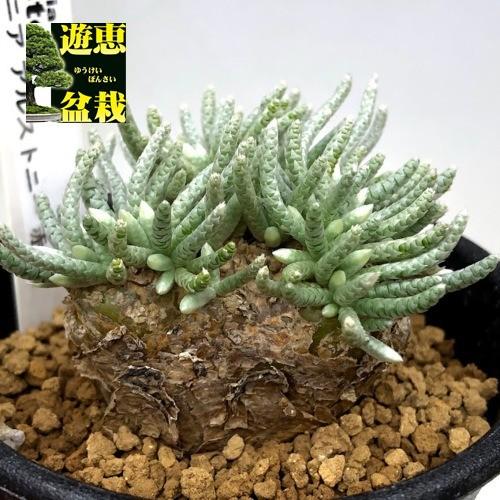 塊根植物：アボニア アルストニー うつぼ錦 赤花*葉幅4cm 現品！一品
