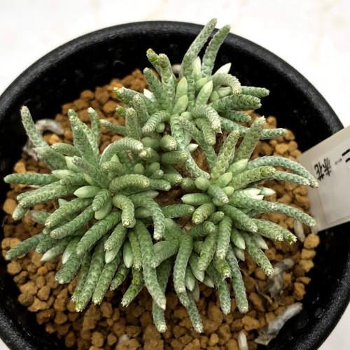 塊根植物：アボニア アルストニー うつぼ錦 赤花*葉幅4cm 現品！一品