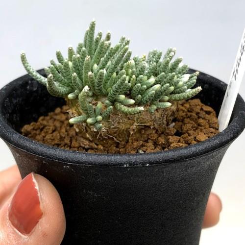 塊根植物：アボニア アルストニー うつぼ錦 赤花*葉幅4cm 現品！一品