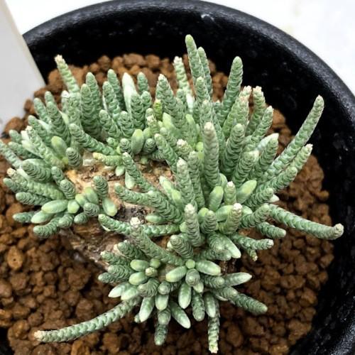 アボニア アルストニー うつぼ錦 塊根植物 発根済み isla del pescado - Avonia alstonii-うつぼ錦