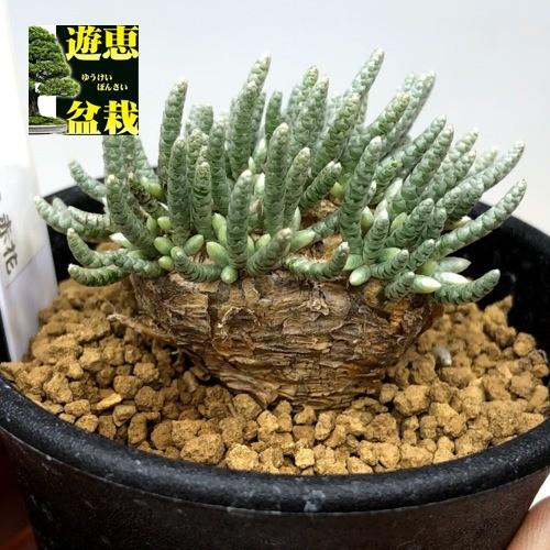 塊根植物：アボニア アルストニー うつぼ錦 赤花*葉幅4.5cm 現品！一品