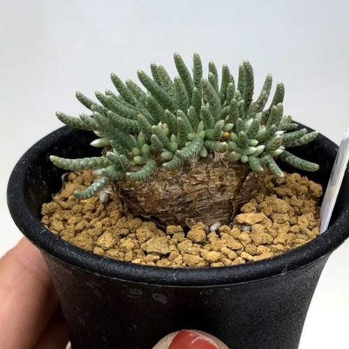 塊根植物：アボニア アルストニー うつぼ錦 赤花*葉幅4.5cm 現品！一品
