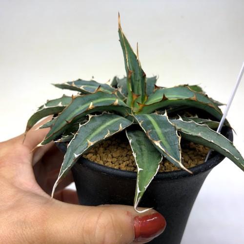 アガベ チタノタ 暁？ アガベ チタノタ 暁？ 【公式通販】