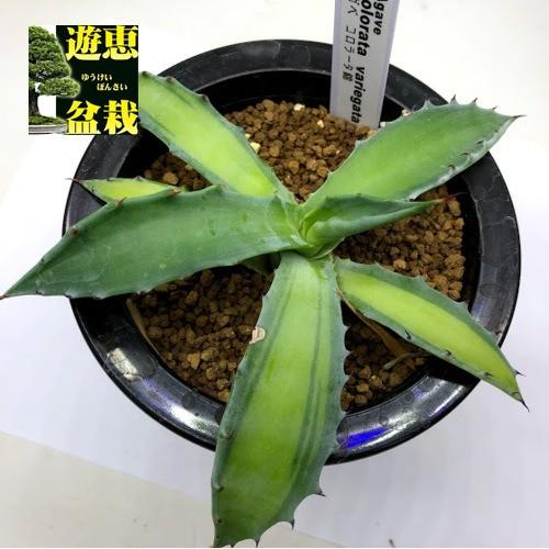 コロータ　錦　アガベ　ガーデニング　多肉植物 多肉植物：アガベ コロラータ錦 中斑*幅13.5cm 現品！一品限り