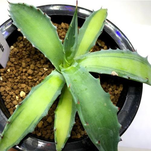多肉植物：アガベ コロラータ錦 中斑*幅13.5cm 現品！一品限り