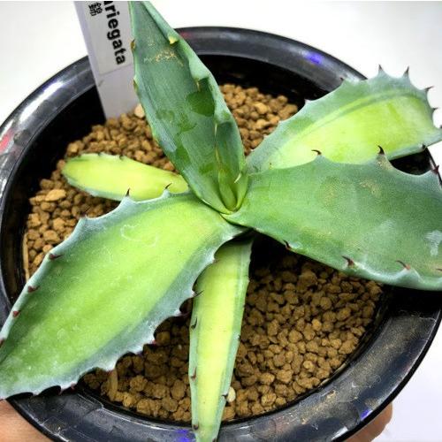 コロータ　錦　アガベ　ガーデニング　多肉植物 多肉植物：アガベ コロラータ錦 (うっすら覆輪)*幅14cm 現品