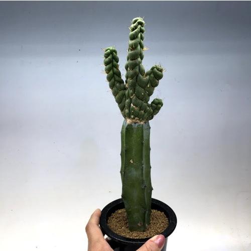 サボテン：ユーリキニア カスタネア スピラリス 接木*幅7.5cm