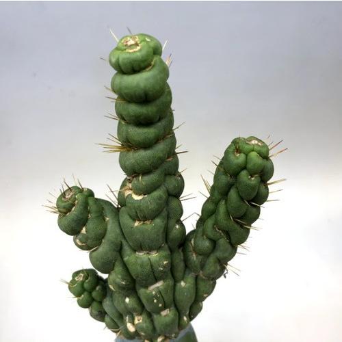 サボテン：ユーリキニア カスタネア スピラリス 接木*幅7.5cm 現品