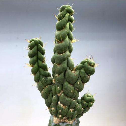 サボテン：ユーリキニア カスタネア スピラリス 接木*幅7.5cm 現品