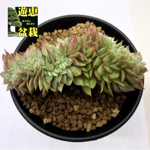 多肉植物 エケベリア ギルバ綴化 幅6 9ｃｍ S58v 遊恵盆栽 Yahoo 店 通販 Yahoo ショッピング