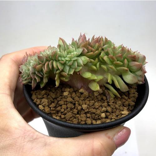 多肉植物 エケベリア ギルバ綴化 幅6 9ｃｍ S58v 遊恵盆栽 Yahoo 店 通販 Yahoo ショッピング