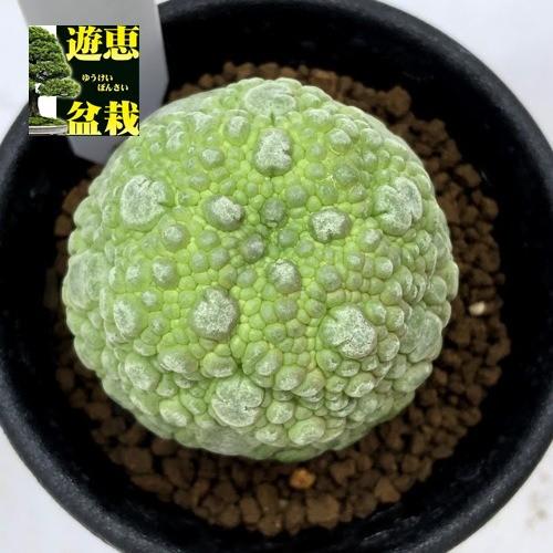 多肉植物：プセウドリトス ミギウルティヌス*幅4cm 現品！一品限り