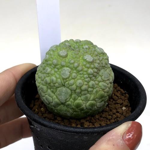 多肉植物：プセウドリトス ミギウルティヌス*幅4cm 現品！一品限り